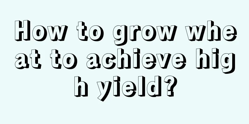 How to grow wheat to achieve high yield?