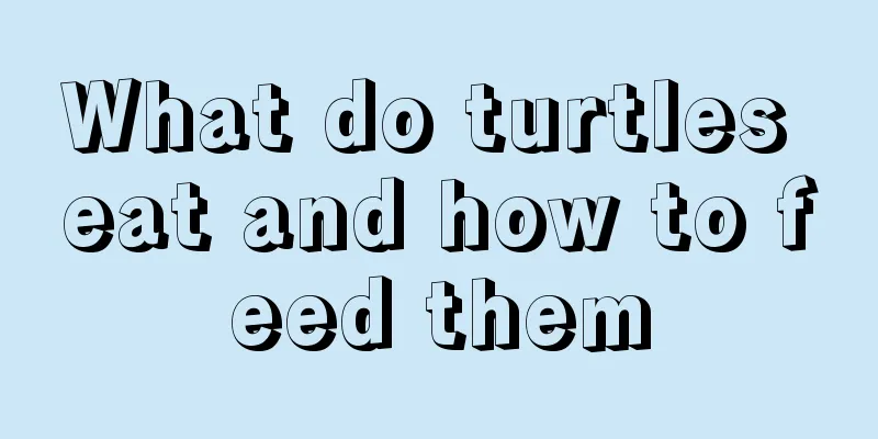 What do turtles eat and how to feed them