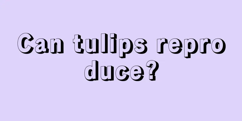 Can tulips reproduce?