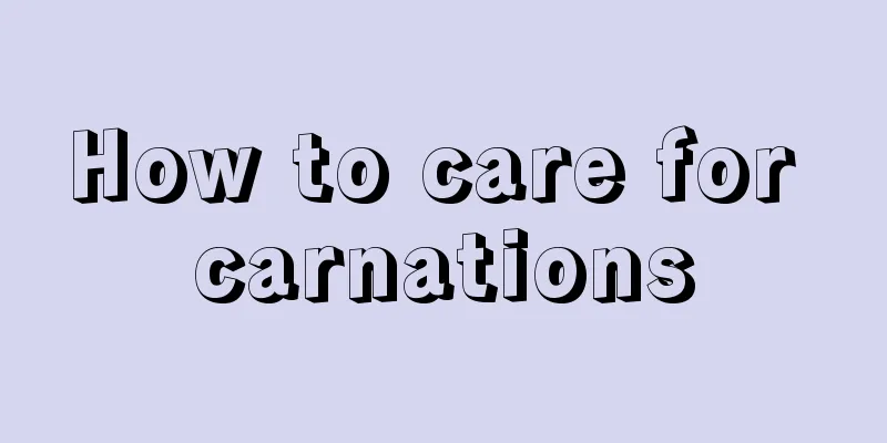 How to care for carnations