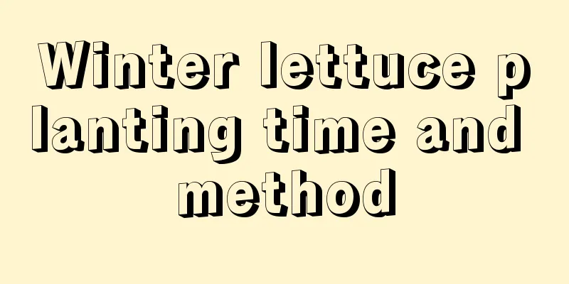 Winter lettuce planting time and method