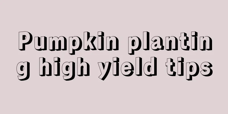 Pumpkin planting high yield tips