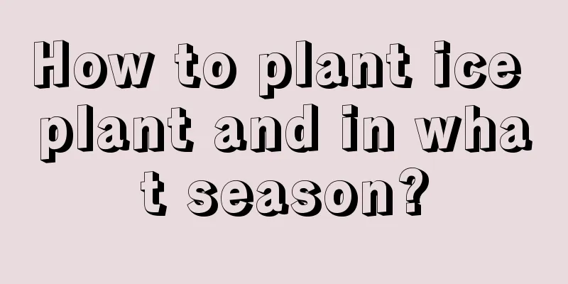 How to plant ice plant and in what season?