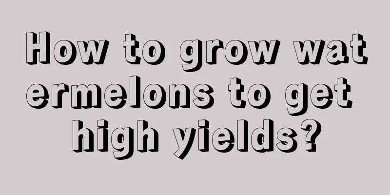 How to grow watermelons to get high yields?