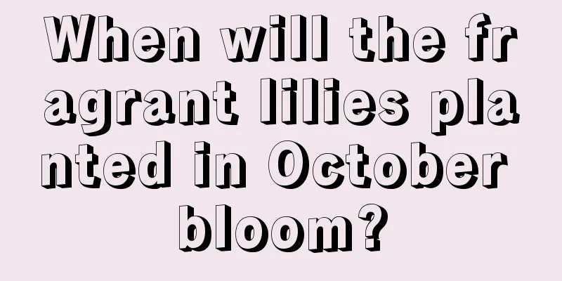 When will the fragrant lilies planted in October bloom?