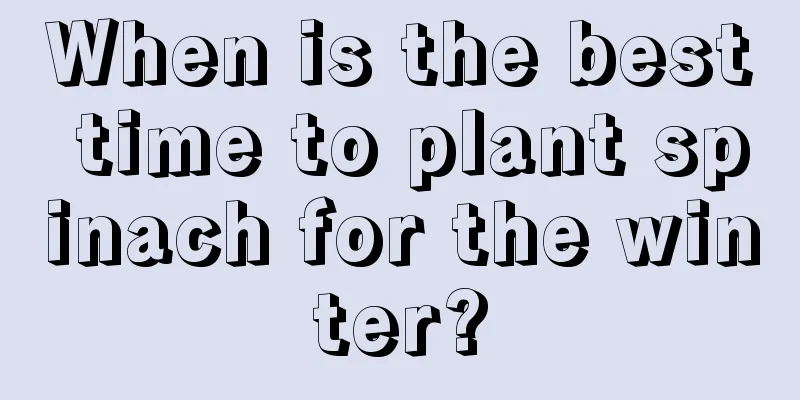 When is the best time to plant spinach for the winter?