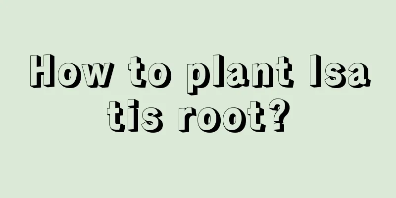 How to plant Isatis root?