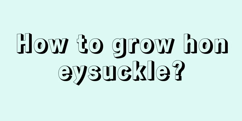 How to grow honeysuckle?