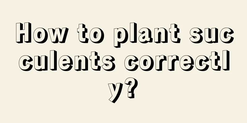 How to plant succulents correctly?