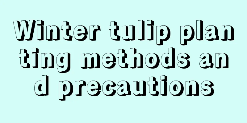 Winter tulip planting methods and precautions