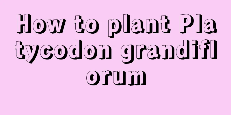 How to plant Platycodon grandiflorum