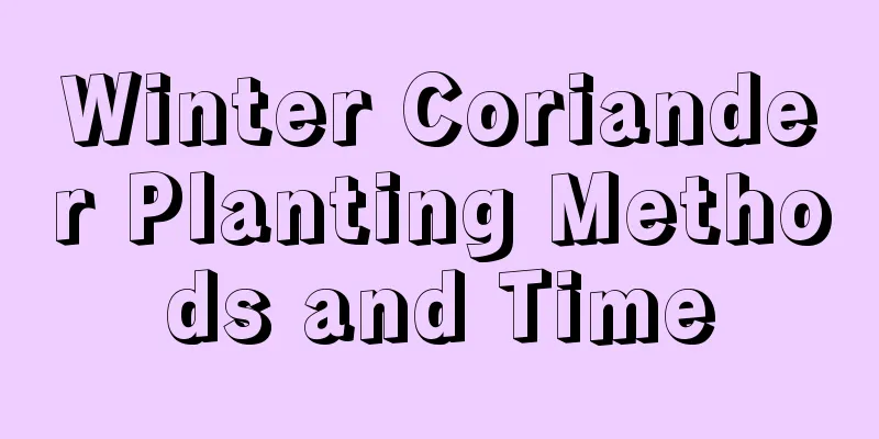 Winter Coriander Planting Methods and Time