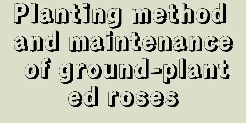 Planting method and maintenance of ground-planted roses