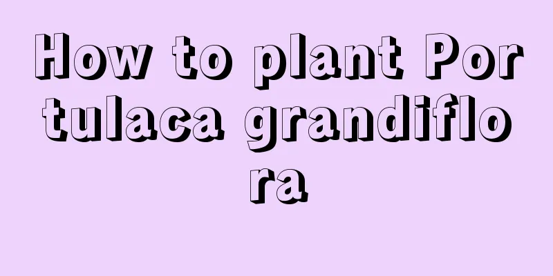 How to plant Portulaca grandiflora