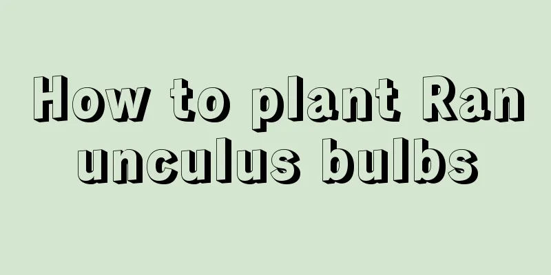 How to plant Ranunculus bulbs