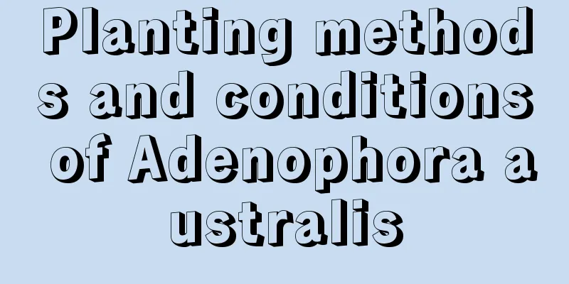 Planting methods and conditions of Adenophora australis