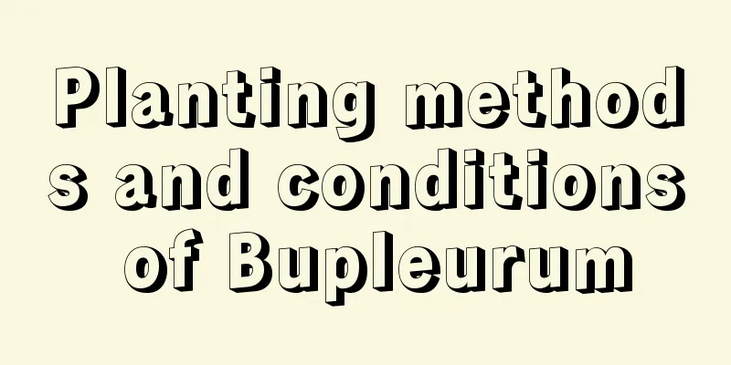 Planting methods and conditions of Bupleurum