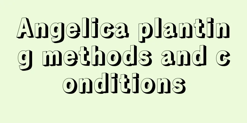 Angelica planting methods and conditions