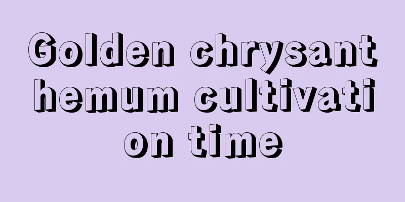 Golden chrysanthemum cultivation time