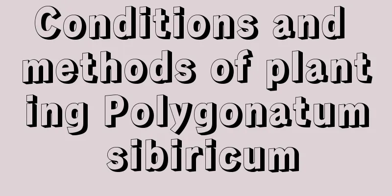 Conditions and methods of planting Polygonatum sibiricum