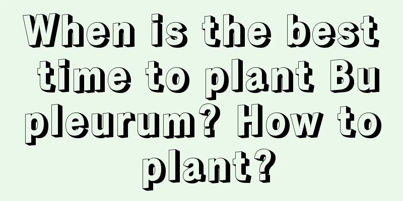 When is the best time to plant Bupleurum? How to plant?