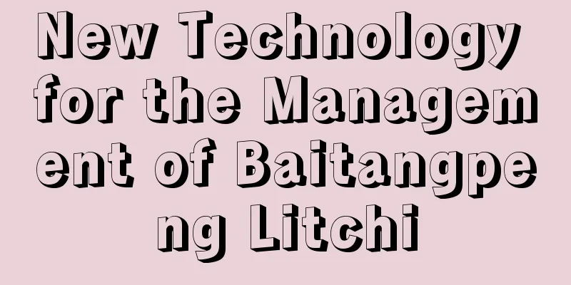 New Technology for the Management of Baitangpeng Litchi