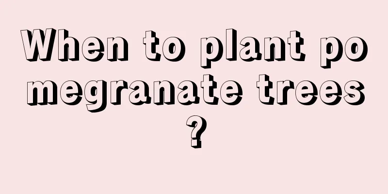 When to plant pomegranate trees?