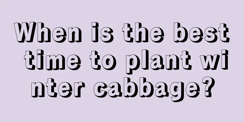 When is the best time to plant winter cabbage?