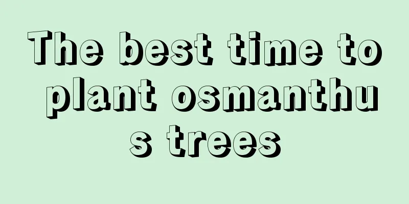 The best time to plant osmanthus trees