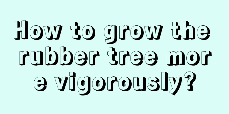 How to grow the rubber tree more vigorously?