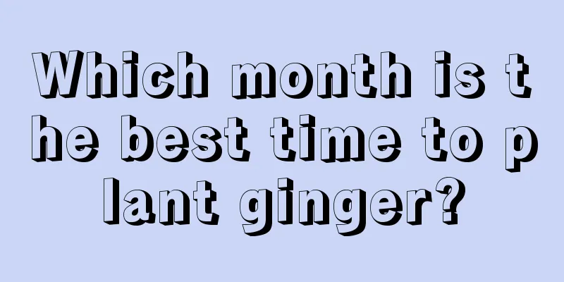 Which month is the best time to plant ginger?