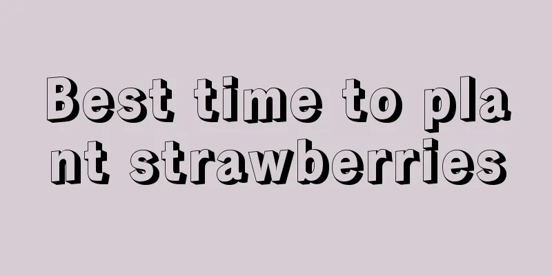 Best time to plant strawberries