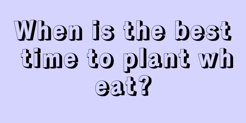 When is the best time to plant wheat?