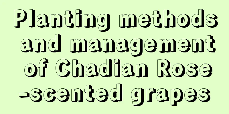 Planting methods and management of Chadian Rose-scented grapes