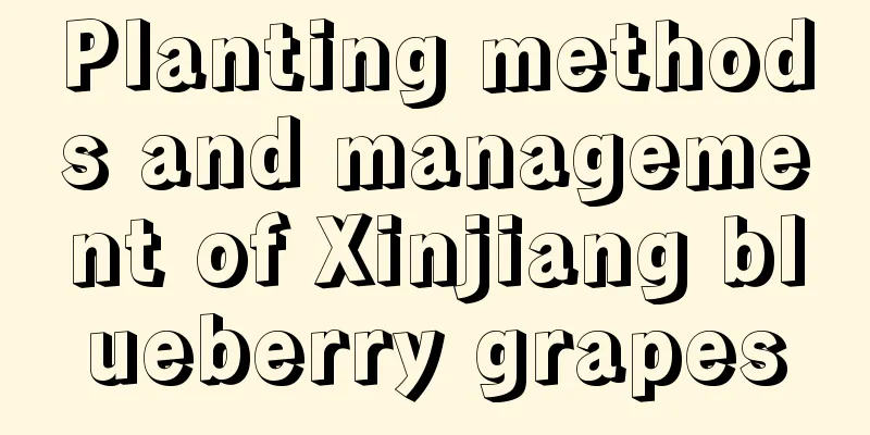 Planting methods and management of Xinjiang blueberry grapes