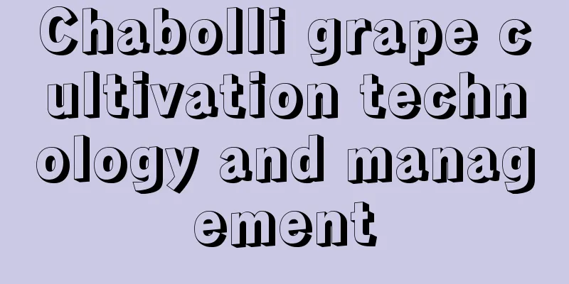 Chabolli grape cultivation technology and management