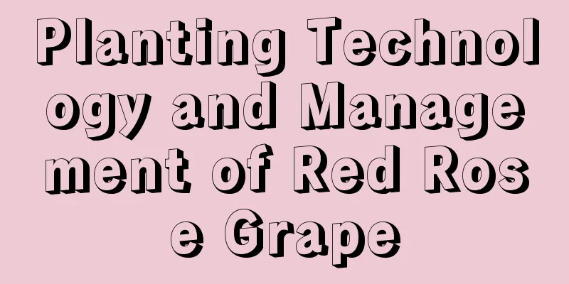 Planting Technology and Management of Red Rose Grape