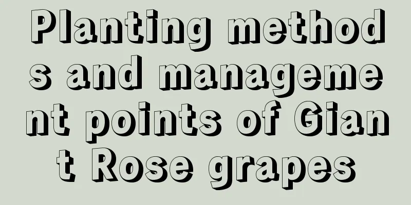 Planting methods and management points of Giant Rose grapes