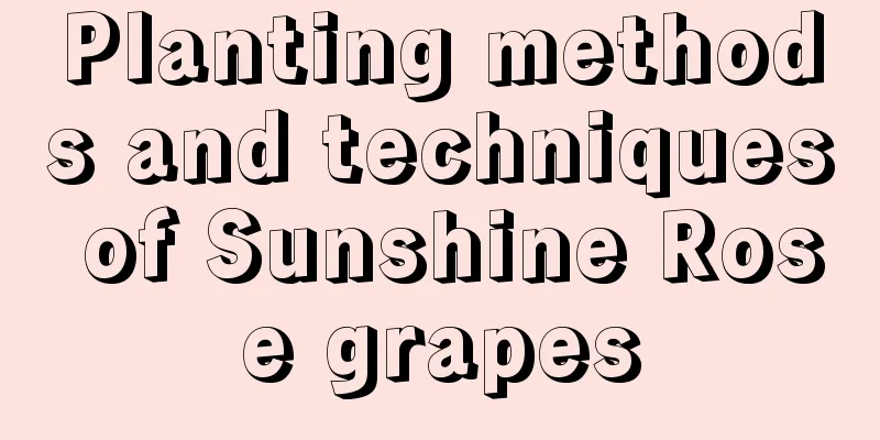 Planting methods and techniques of Sunshine Rose grapes