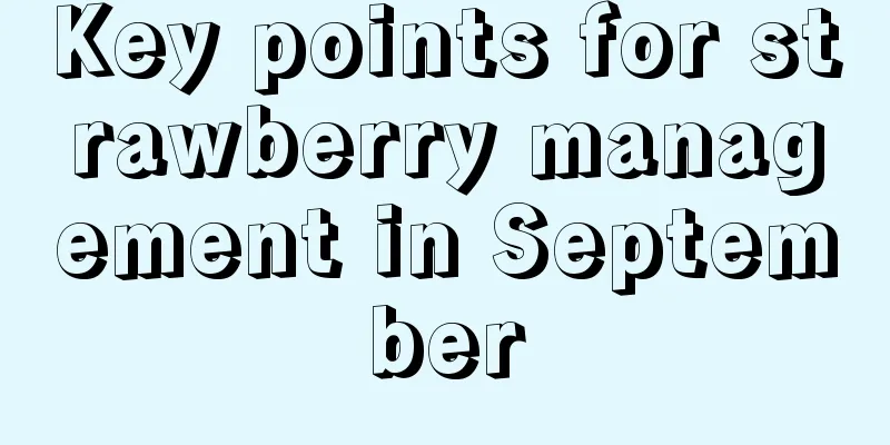 Key points for strawberry management in September