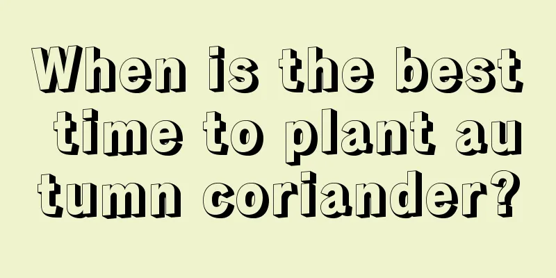 When is the best time to plant autumn coriander?