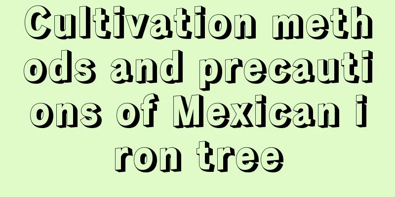 Cultivation methods and precautions of Mexican iron tree