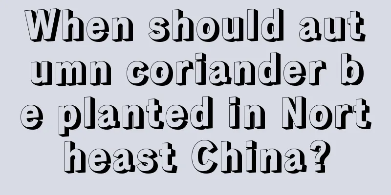 When should autumn coriander be planted in Northeast China?