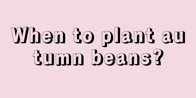 When to plant autumn beans?