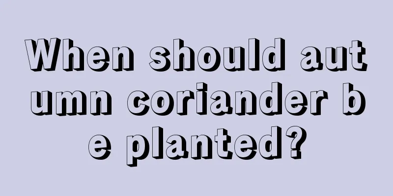 When should autumn coriander be planted?