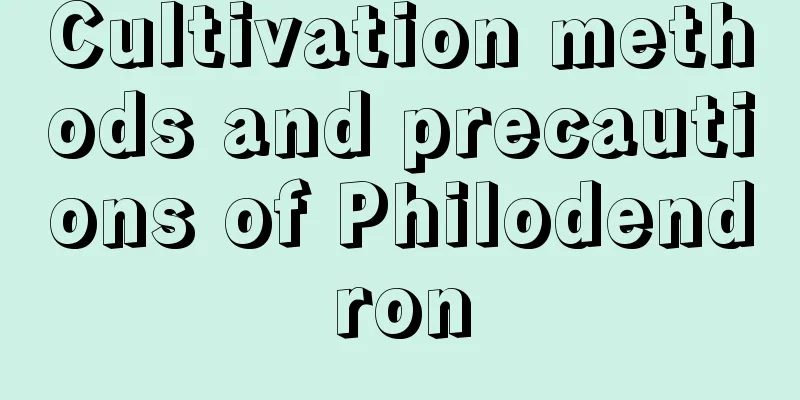 Cultivation methods and precautions of Philodendron