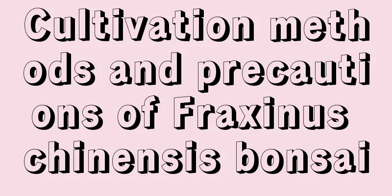 Cultivation methods and precautions of Fraxinus chinensis bonsai