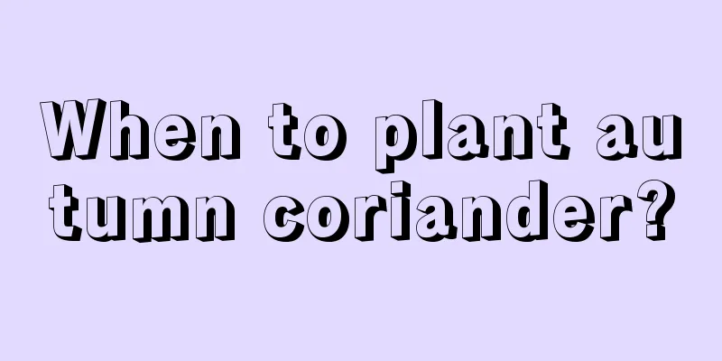 When to plant autumn coriander?