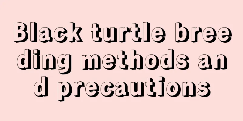 Black turtle breeding methods and precautions