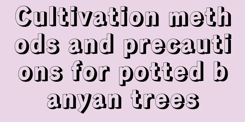 Cultivation methods and precautions for potted banyan trees